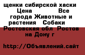 щенки сибирской хаски  › Цена ­ 10 000 - Все города Животные и растения » Собаки   . Ростовская обл.,Ростов-на-Дону г.